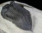 Zlichovaspis Trilobite - Excellent Preservation #66344-1
